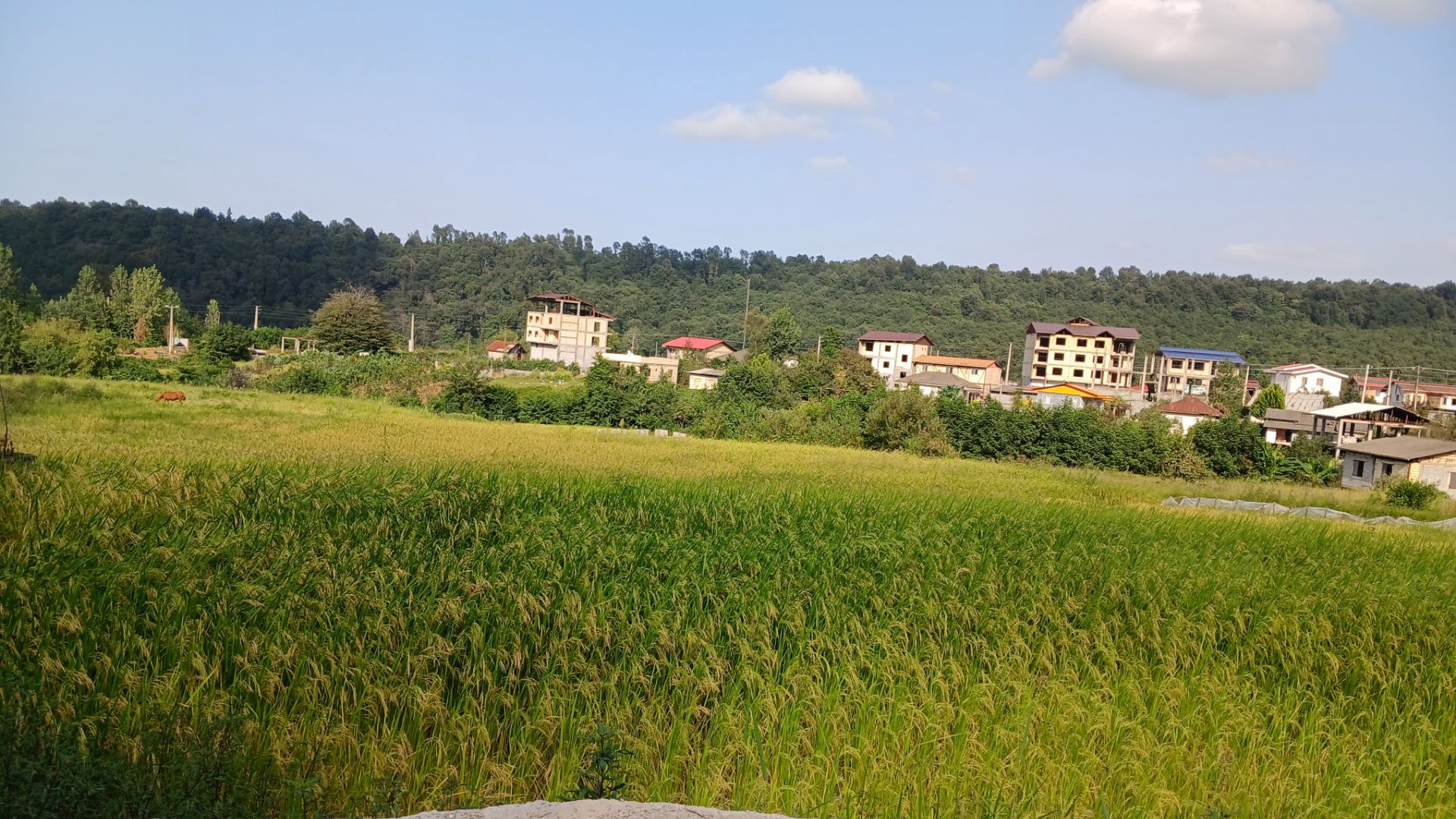تصویر روستا